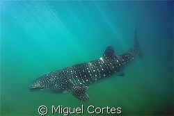 Whale shark. by Miguel Cortes 